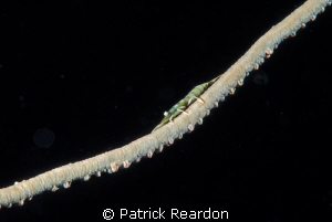 Whip coral shrimp.  Nikon 105 mm and SubSea 5X diopter. by Patrick Reardon 